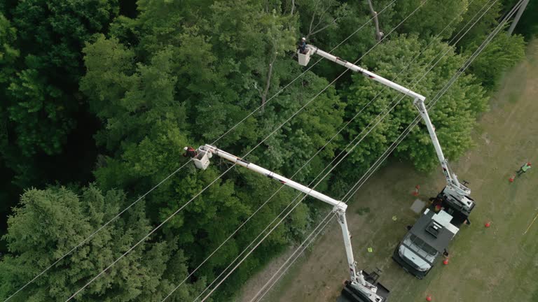 How Our Tree Care Process Works  in  Stafford Courthouse, VA