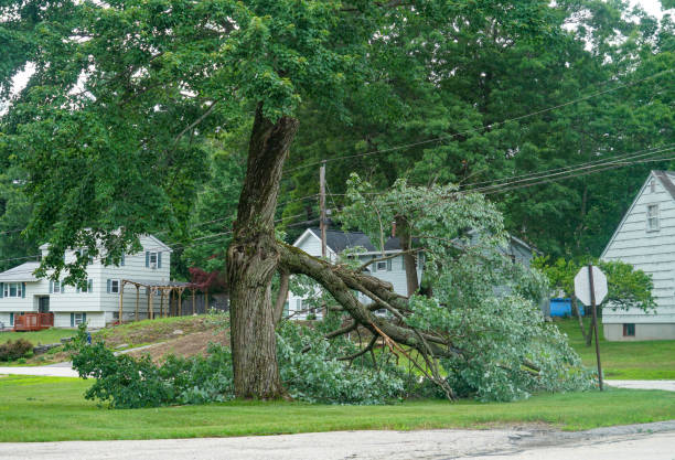 Professional Tree Removal in Stafford Courthouse, VA